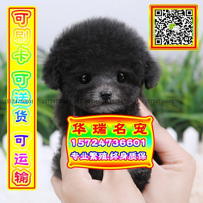 三针做好、送货上门、泰迪、证件齐全、保健康