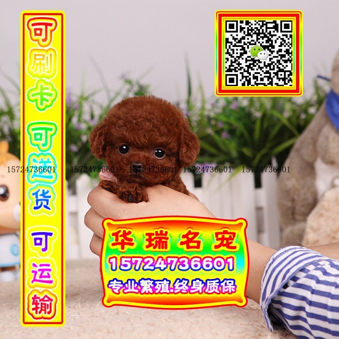 三针做好、送货上门、泰迪、证件齐全、保健康