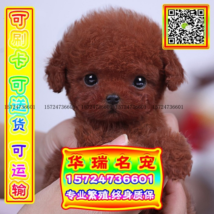 三针做好、送货上门、泰迪、证件齐全、保健康