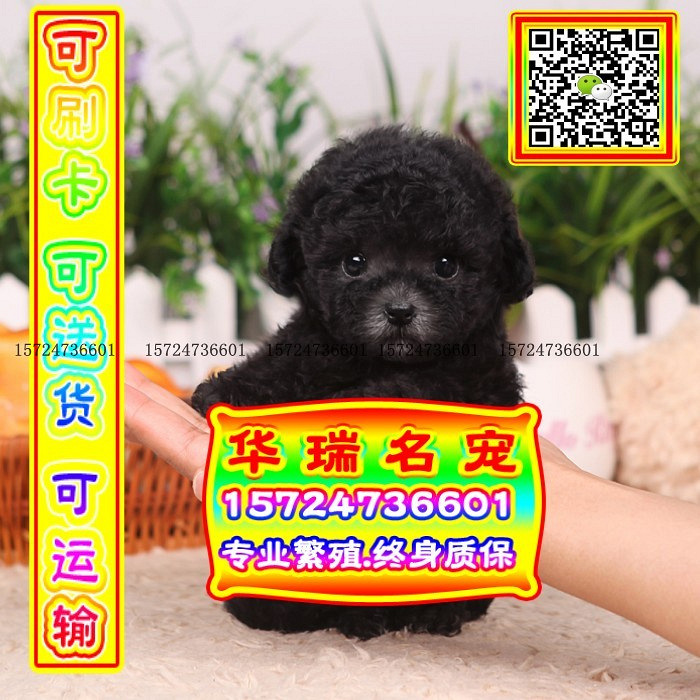 三针做好、送货上门、泰迪、证件齐全、保健康