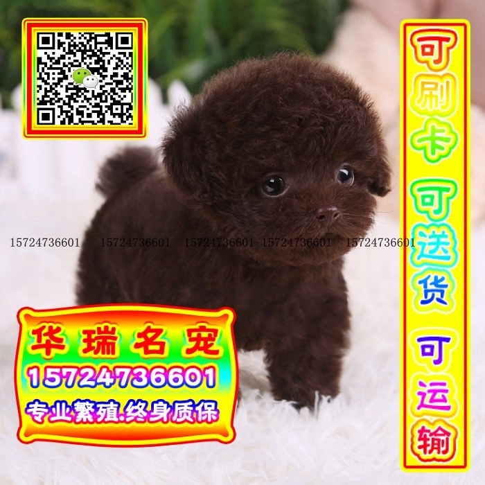 三针做好、送货上门、泰迪、证件齐全、保健康