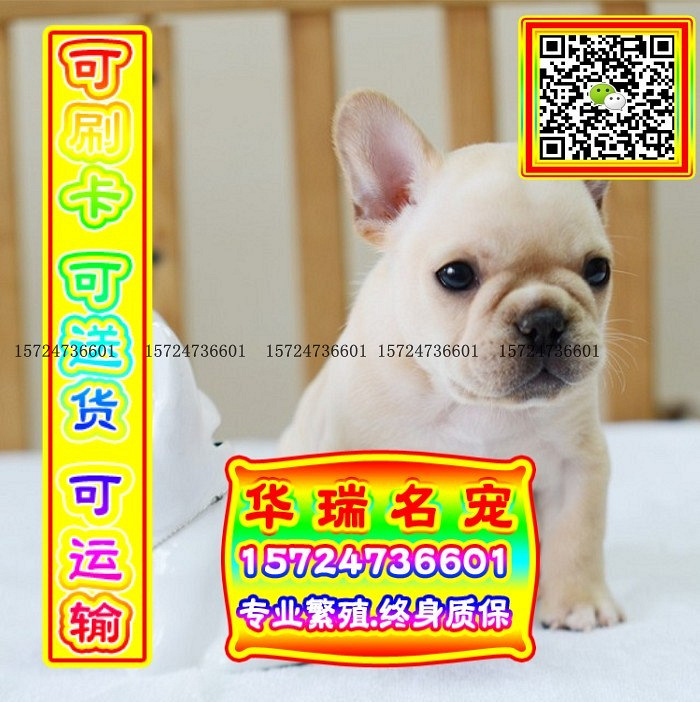 三针做好、送货上门、法牛、证件齐全、保健康