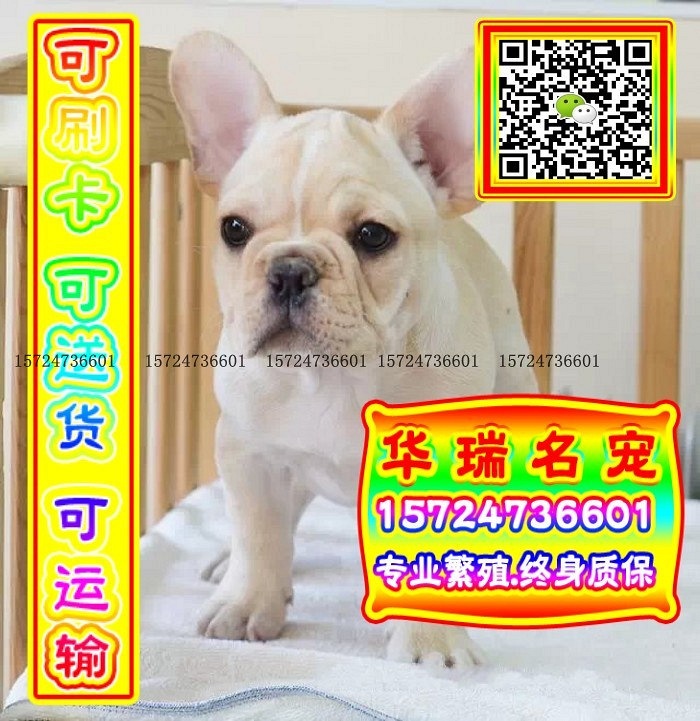 三针做好、送货上门、法牛、证件齐全、保健康