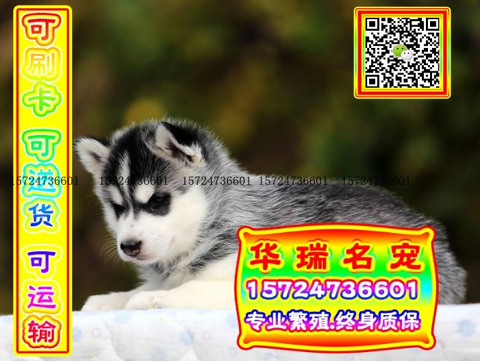 三针做好、送货上门、哈士奇、证件齐全、保健康