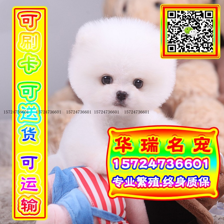 三针做好、送货上门、博美、证件齐全、保健康