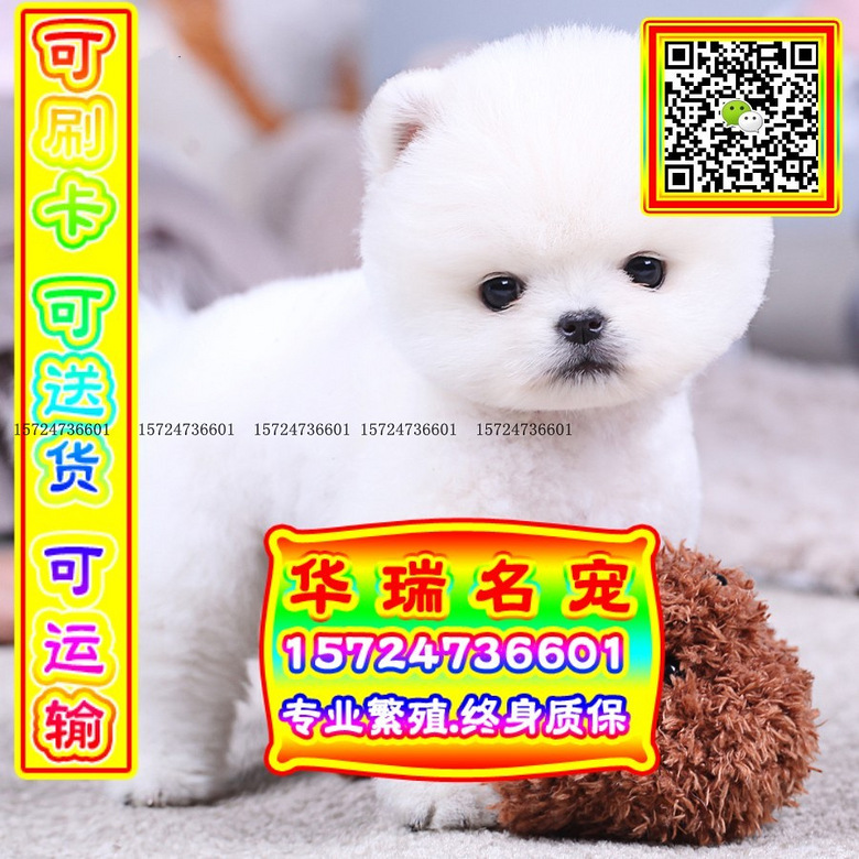 三针做好、送货上门、博美、证件齐全、保健康