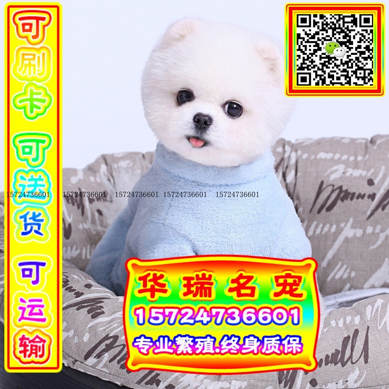 三针做好、送货上门、博美、证件齐全、保健康