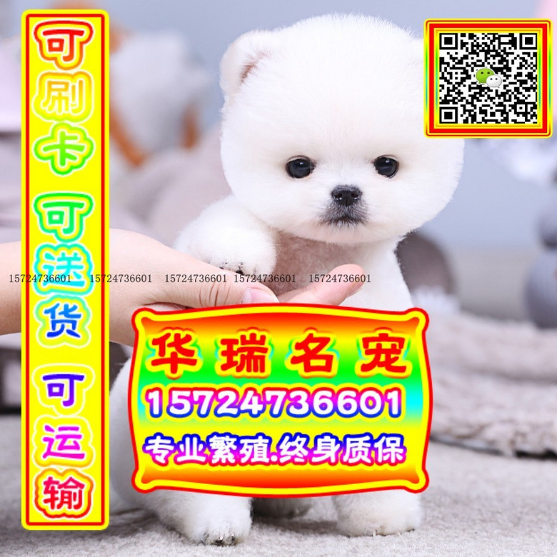 三针做好、送货上门、博美、证件齐全、保健康