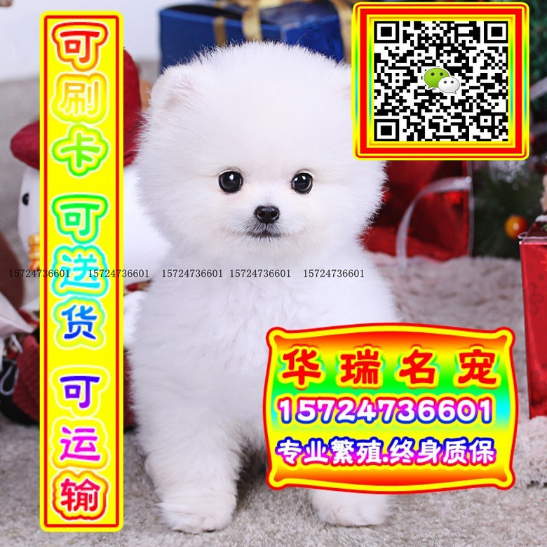 三针做好、送货上门、博美、证件齐全、保健康