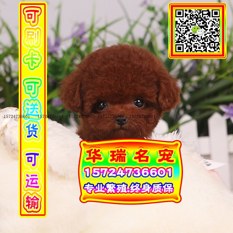 三针做好、送货上门、泰迪、证件齐全、保健康