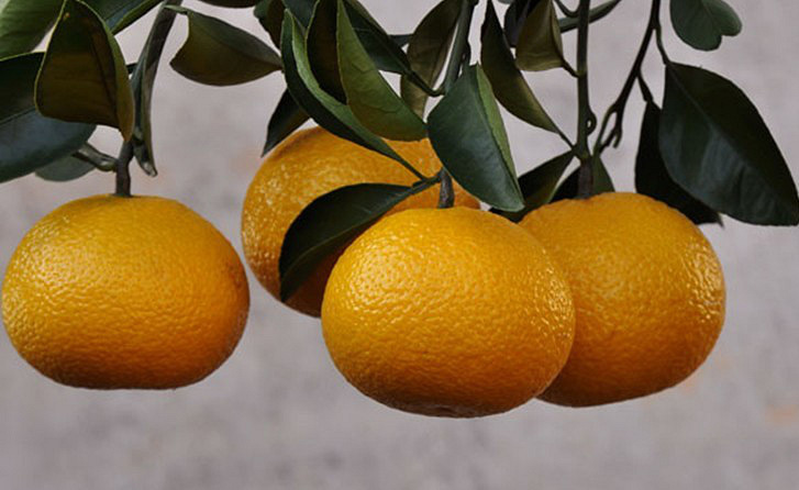 庆元特产-甜橘柚_杭州天阳果业的特色产品