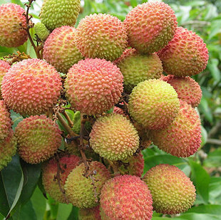 现摘现发新鲜荔枝\/新鲜水果\/黑叶荔5月下旬开