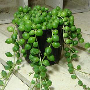 多肉植物 绿色植物盆栽花卉 珍珠吊兰 佛珠吊兰 吸甲醛 防辐射