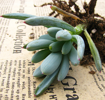 华灏园艺多肉植物【蓝松\/万宝Senecio+serpens】+高5cm+-+日用百货+