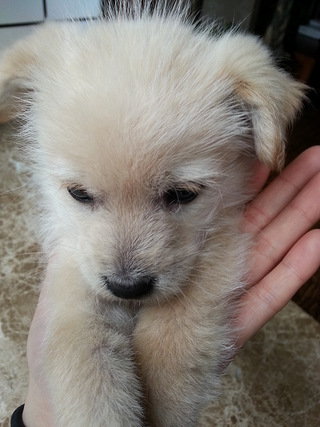 求好心人来收养小奶狗~_谈天说地_重庆购物狂