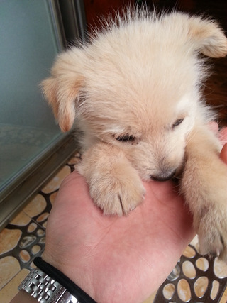 求好心人来收养小奶狗~_谈天说地_重庆购物狂