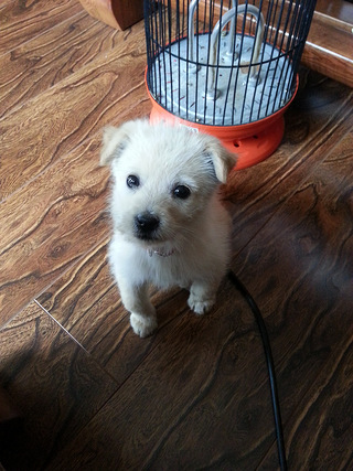 求好心人来收养小奶狗~_谈天说地_重庆购物狂