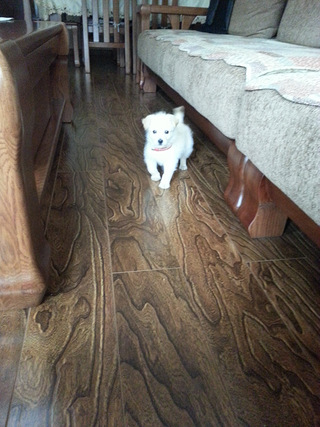 求好心人来收养小奶狗~_谈天说地_重庆购物狂