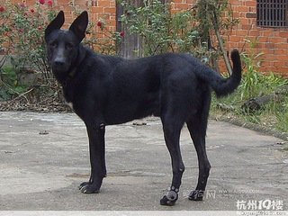 土狼狗图片 土狼狗图片看这里(图)