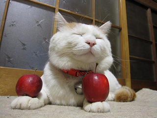 伢儿们~~~猫叔可爱不,我就爱眯眯眼~就爱顶东西~其实,我在思考.
