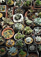 养花知识大全【19楼家庭养花技巧宝典】 持续