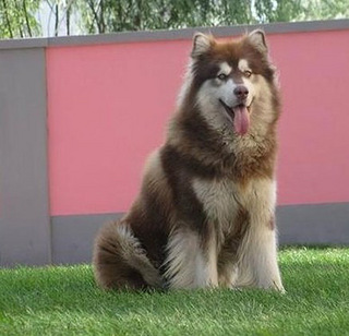 大型犬巨型阿拉斯加