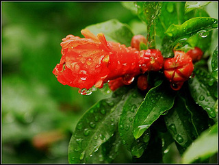 雨中石榴花