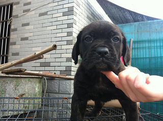出售一只卡斯罗幼犬虎皮公狗!