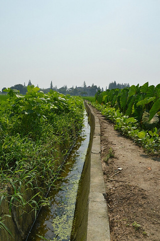 田埂