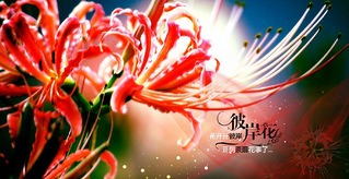 【完结】《花开彼岸》 文\/暗恋彼岸花 _番外_杭