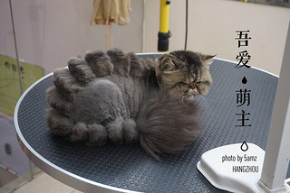 "我妈妈说了,我这是恐龙造型,不是赖尿虾