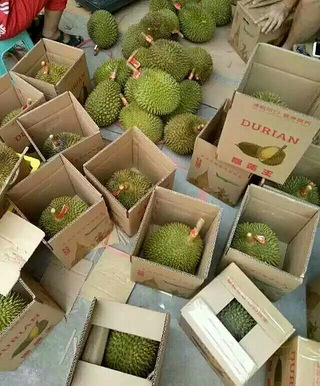 越南进口一级果猫山王榴莲即将登入台州_19楼