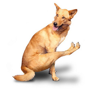 狗狗瑜伽操