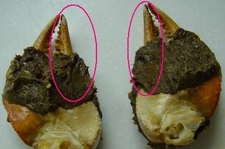大闸蟹壳里寻找(法海),有图有真相,加大闸蟹变蝴蝶