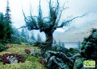 【天天转帖】英最丑树如人脸 似哈利波特电影中"柳树