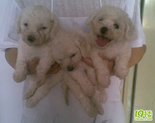 家有巧克力泰迪。比熊。第一次配种生孩子_咖