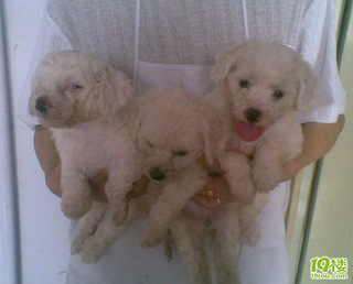 家有巧克力泰迪。比熊。第一次配种生孩子_咖