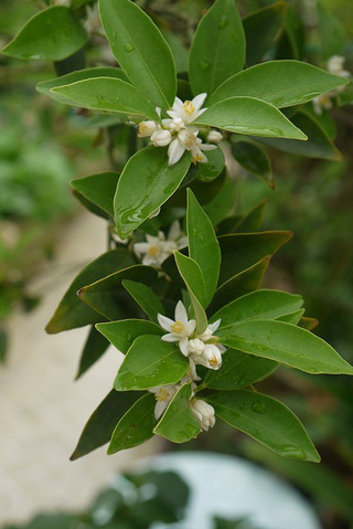 今年的金桔花比往年要开得晚些_秀家软装_19楼家居手机版