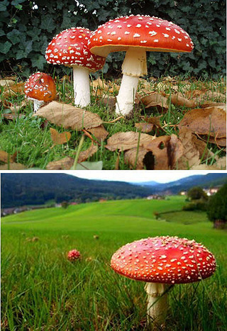 伞形毒菌(毒蝇伞)世上最有名的蘑菇