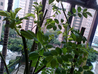 新败的蓝莓长出叶子了,可看着像玫瑰花的叶子