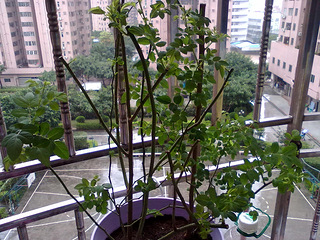 新败的蓝莓长出叶子了,可看着像玫瑰花的叶子