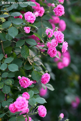 新败的蓝莓长出叶子了,可看着像玫瑰花的叶子