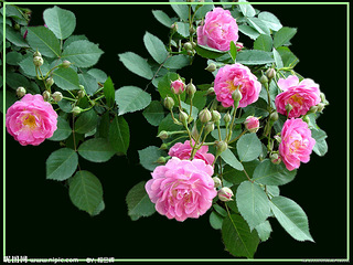 新败的蓝莓长出叶子了,可看着像玫瑰花的叶子