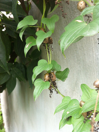 小小FLO花园-夏季花园-铁线莲,啤酒花,山药蛋@余杭059 2014Aug3_家电软装_19楼家居手机版