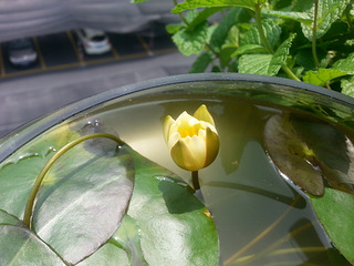 晒晒我家的空中小花园和小菜园。_家电软装_