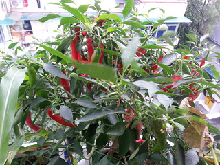 晒晒我家的空中小花园和小菜园。_家电软装_