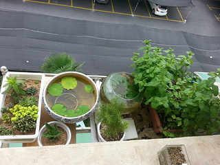 晒晒我家的空中小花园和小菜园。_家电软装_