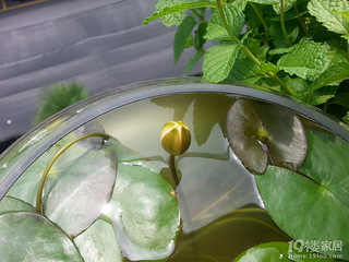 晒晒我家的空中小花园和小菜园。-花鸟鱼虫-秀