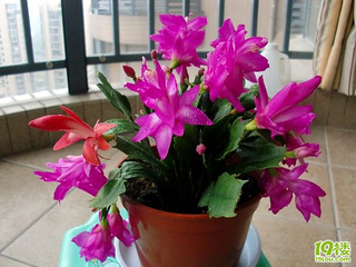 蟹爪兰开花了_家电软装_19楼家居手机版