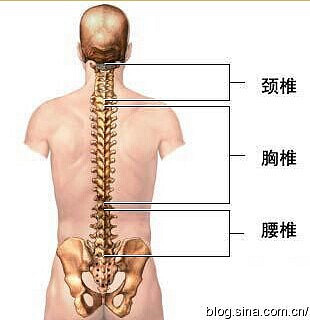 骨盆错位、脊椎错位---百病之源_19楼手机版